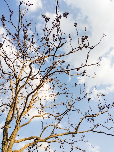 Árvore solitária com as folhas secas no galho sob o céu azul no parque nacional.