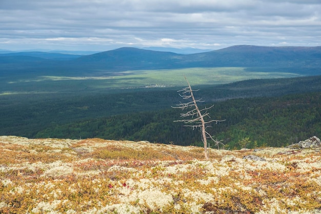 Árvore solitária com vista para as colinas do norte e as colinas além do Círculo Ártico no início do outono