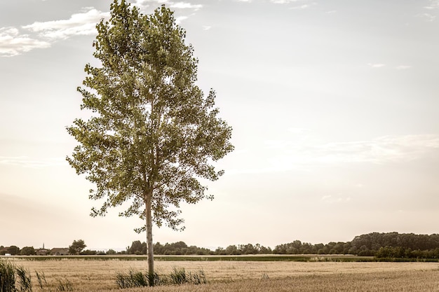 Árvore solitária em meio a campos italianos