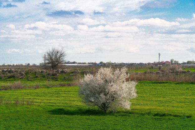 Árvore solitária em um campo agrícola na primavera