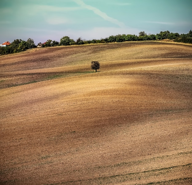 Árvore solitária em um campo arado