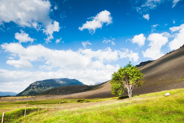 Árvore solitária em um campo verde nas montanhas, no sul da Islândia