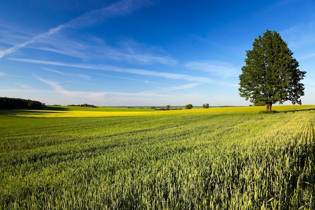 Árvore solitária em um campo