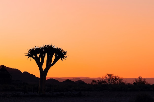 Árvore solitária em um fundo de um belo pôr do sol no deserto do Namibe