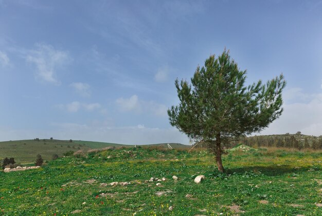 Árvore solitária em um prado verde contra um fundo de nuvens em Israel