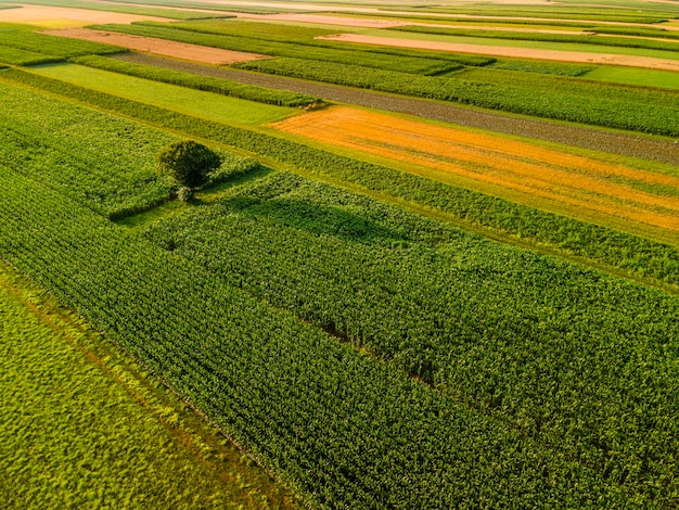 Árvore solitária fica fora de campos agrícolas coloridos na paisagem agrícola na zona rural da Eslovênia