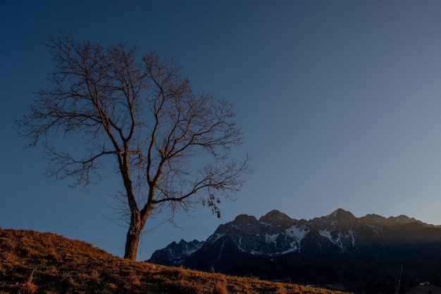 Árvore solitária na colina