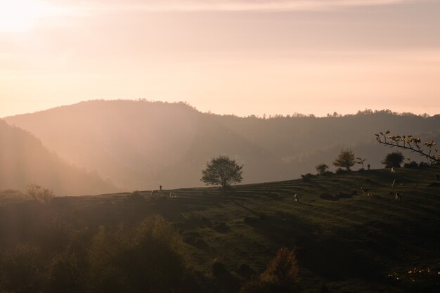 Árvore solitária na luz do pôr do sol