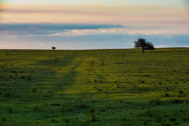 Árvore solitária na planície de pampas Patagônia Argentina