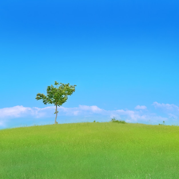 Árvore solitária no campo com grama verde e céu azul