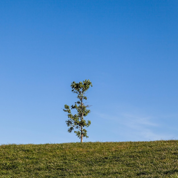 Árvore solitária no campo contra o céu azul