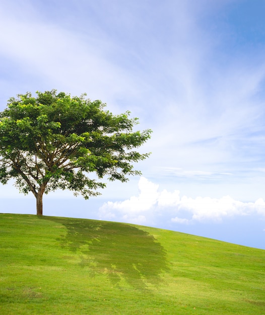 Árvore solitária no campo de grama verde e céu azul