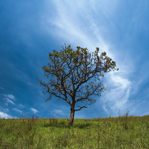 Árvore solitária no campo gramado e céu azul com nuvens