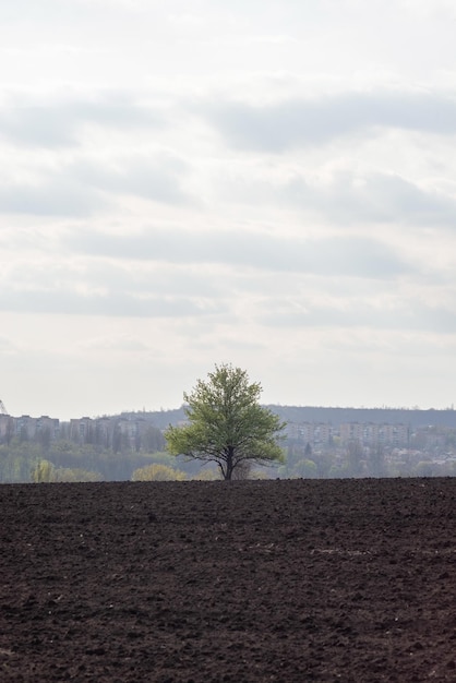 Árvore solitária no campo na perspectiva da cidade e o céu do pôr do sol