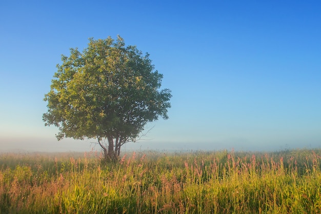 Árvore solitária no campo no meio do nevoeiro