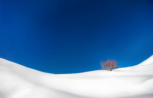 Árvore solitária no inverno