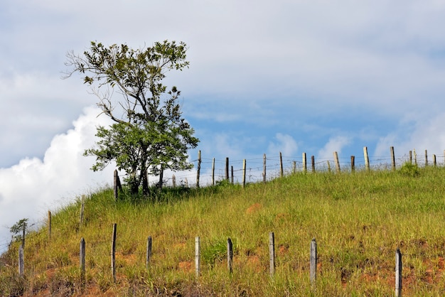 Árvore solitária no topo da colina, ladeada por arame farpado. Brasil