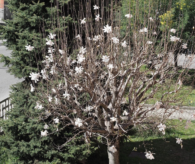 Árvore Sweetbay Magnolia Sweetbay Magnolia