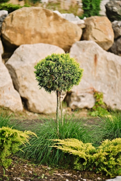 Árvore Thuja em forma de bola no jardim ao ar livre Planta conífera perene no design de paisagem.