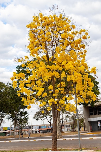 Árvore trombeta dourada, também conhecida como Ipê Amarelo Tabebuia Árvore Alba Handroanthus albus Ipê brasileiro