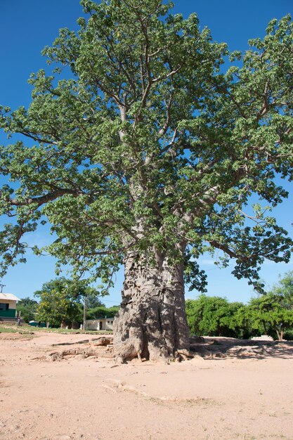 Árvore única na areia contra o céu claro