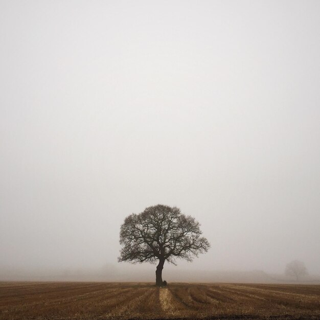 Árvore única no campo