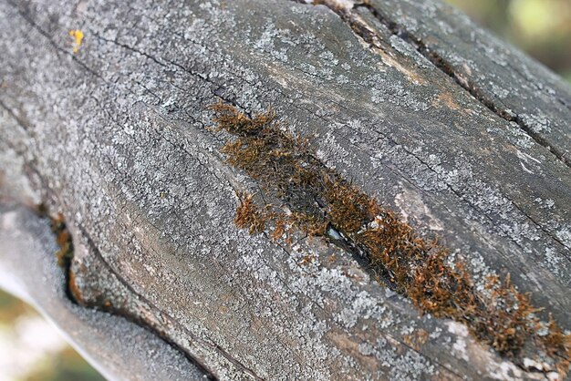 Árvore velha com textura seca no início da primavera