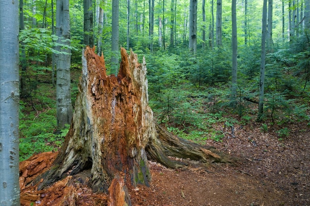 Árvore velha em decomposição na floresta primitiva de faias dos Cárpatos