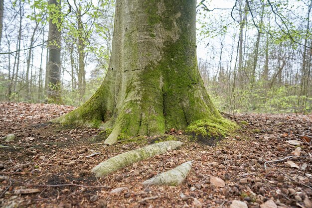 Árvore verde coberta de musgo na floresta