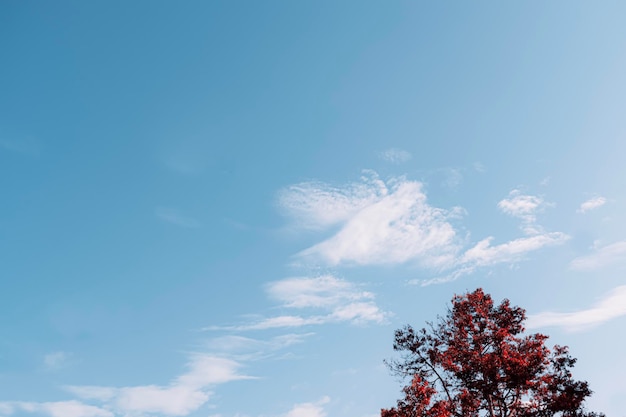 Árvore verde com bela vista do céu azul