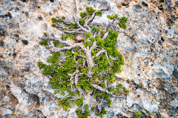 Árvore verde crescendo na rocha. Fundo do conceito de natureza