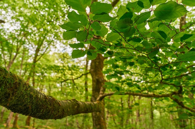 Árvore verde da floresta com galhos cobertos de musgo e folhas vistas de baixo