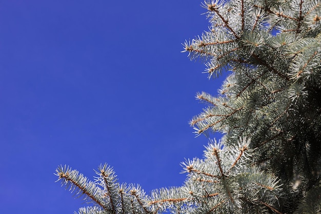 Árvore verde da natureza do fundo contra o céu azul