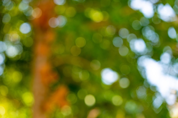 Árvore verde da natureza fresca e bonita embaçada e fundo bokeh na selva