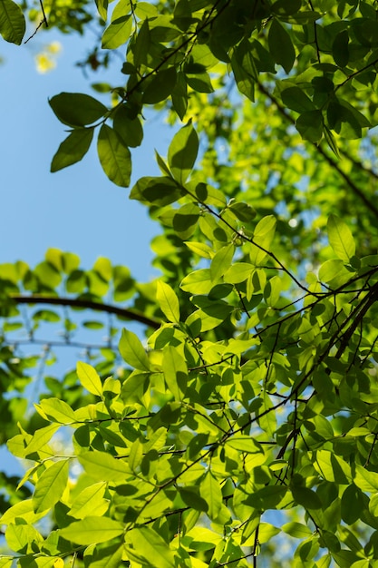 Árvore verde deixa em branco no céu claro do jardimAr fresco com natureza e ozônio