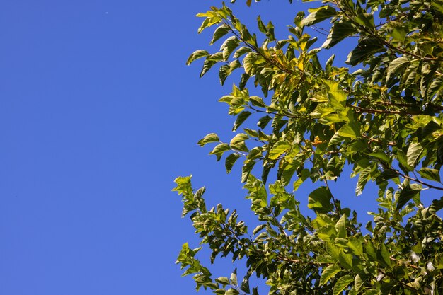 Árvore verde e céu azul