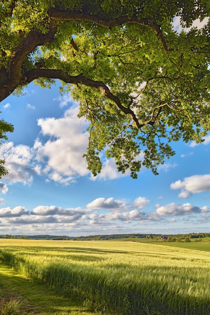 Árvore verde em uma clareira em um céu azul nublado Sombra das folhas e galhos de uma grande árvore em um parque natural aberto em um belo dia ensolarado Local panorâmico para um piquenique ou relaxamento ao ar livre