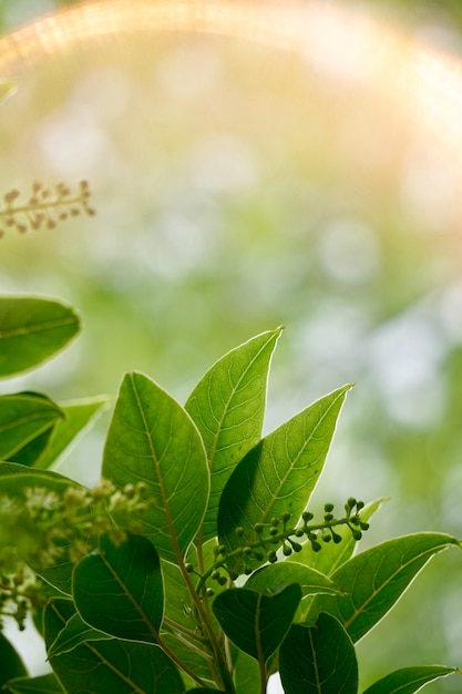 Árvore verde folhas e galhos na natureza no verão