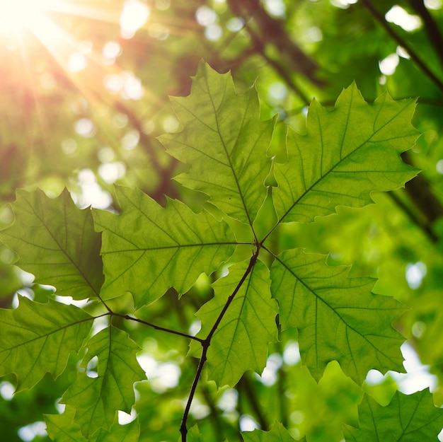 Árvore verde folhas e galhos na natureza