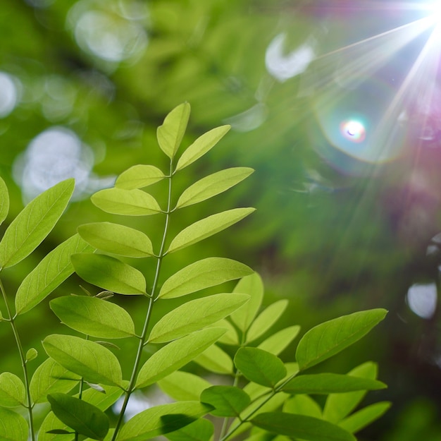 Árvore verde folhas e galhos na natureza