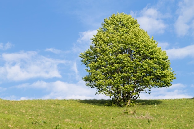 Árvore verde isolada no fundo da primavera do céu azul