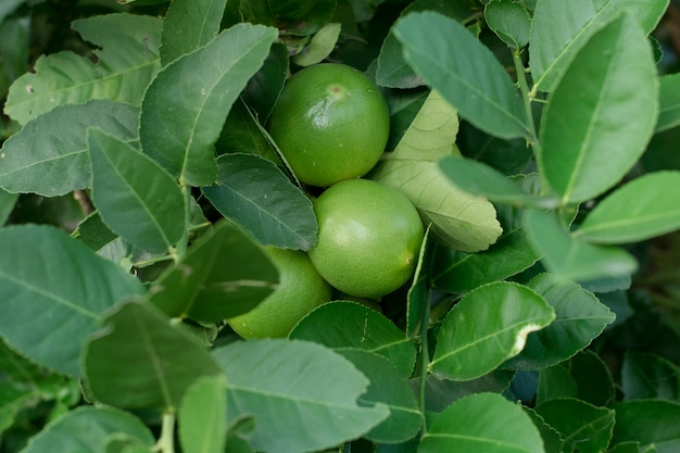 Árvore verde lima pendurada nos galhos dele.