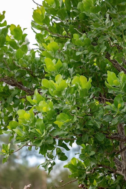 Árvore verde lixa da espécie Curatella americana