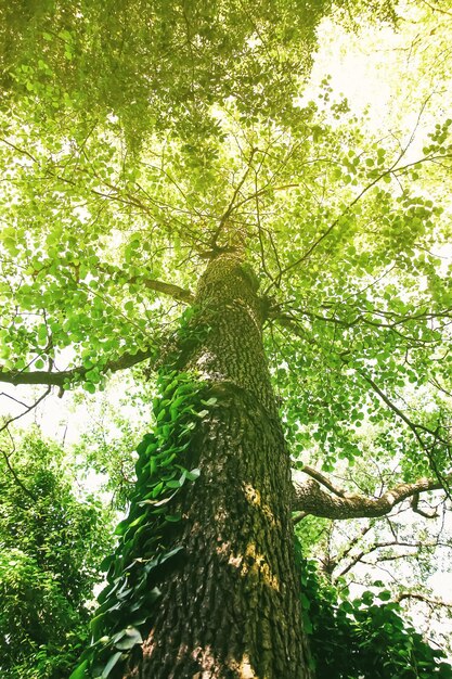 Árvore verde na luz solar.