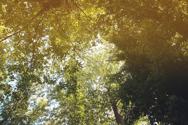 Árvore verde na luz solar.