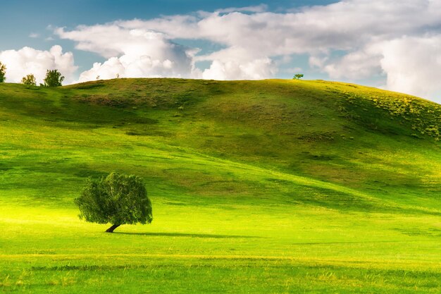 Árvore verde nas colinas com grama verde fresca. Bela paisagem de verão. Ural do Sul, Rússia