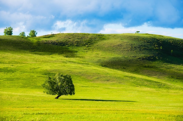 Árvore verde nas colinas com grama verde fresca. Bela paisagem de verão. Ural do Sul, Rússia