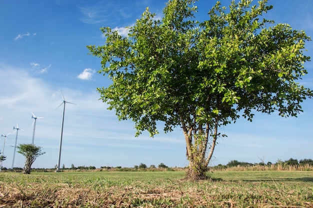 Árvore verde no fundo do céu azul