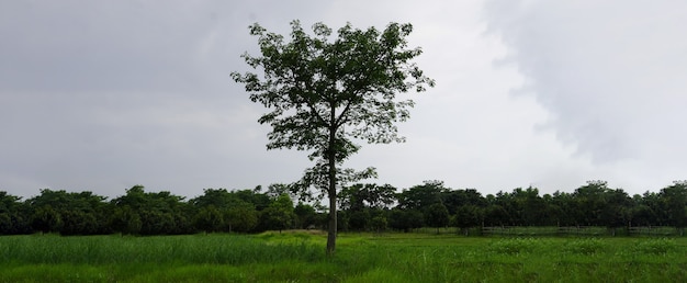 Árvore verde no parque