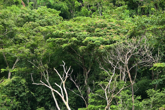 Árvore verde no tropical